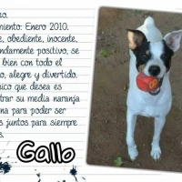 Adopta a Gallo