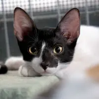 Adopta a Pisto