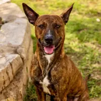 Adopta a Zeus