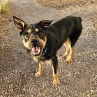 Adopta a Yaison