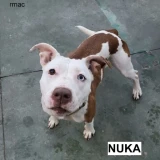 Adopta a Nuka