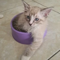 Adopta a Tobby