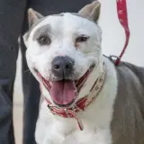 Adopta a Kima