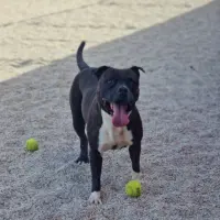 Adopta a Peggy