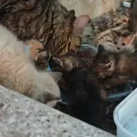 Adopta a Varios Gatitos En La Gavia, El Ensanche