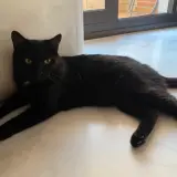 Adopta a Tokio