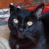 Adopta a Neko