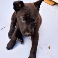 Adopta a Tarik