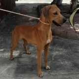 Adopta a Diana