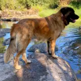 Adopta a Rambo