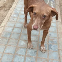 Adopta a Vareta