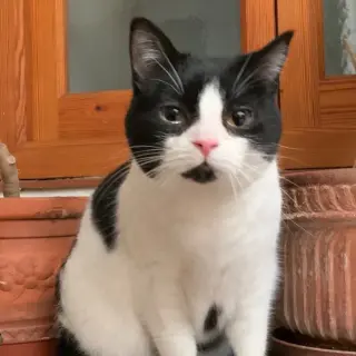 Gina
