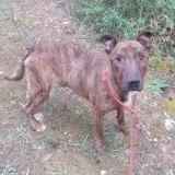 Adopta a Adam