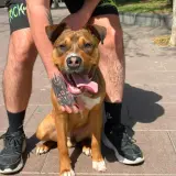 Adopta a Drax