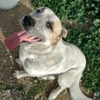 Adopta a Cheyenne