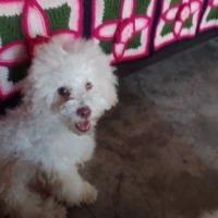 Adopta a Bella