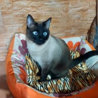 Adopta a Tango