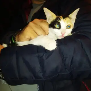 Cosca