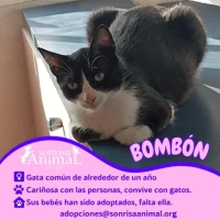 Adopta a Bombón