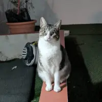 Adopta a Suri