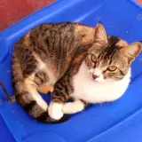 Adopta a Yuni