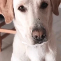 Adopta a Nala