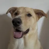 Adopta a Tyla