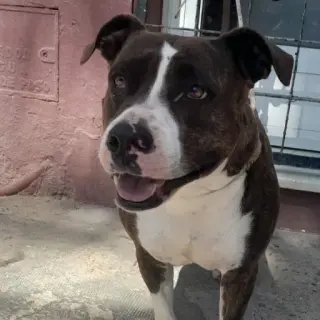 Laika