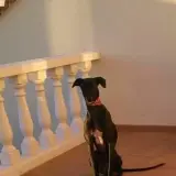 Adopta a Teniente