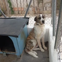 Adopta a Sigma