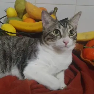 Oso