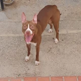 Adopta a Akira