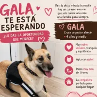 Adopta a Gala , En Adopción. Tlf 645978718