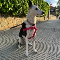 Adopta a Frida