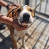 Adopta a Canelón