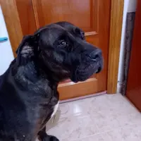 Adopta a Kyra