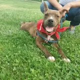 Adopta a Jenn