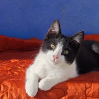 Adopta a Goucho