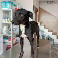 Adopta a Negrita
