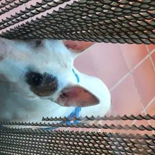 Nala