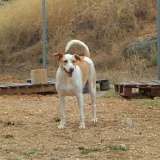 Adopta a Simba