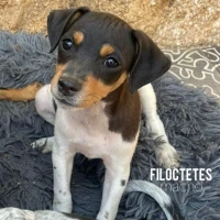 Adopta a Filoctetes