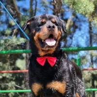 Adopta a Aron
