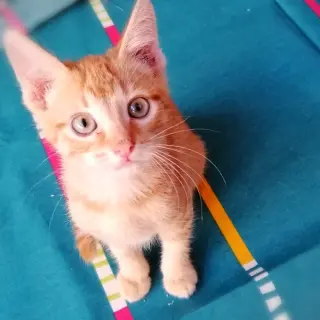 Coco