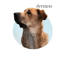 Adopta a Serrano