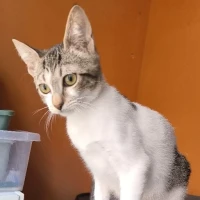 Adopta a Rain
