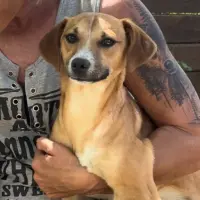 Adopta a Nai