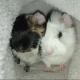 Adopta a Ryû y Snow