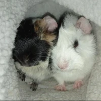 Adopta a Ryû y Snow