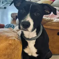 Adopta a Kai